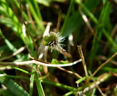 APII jpeg image of Hydrocotyle sibthorpioides  © contact APII