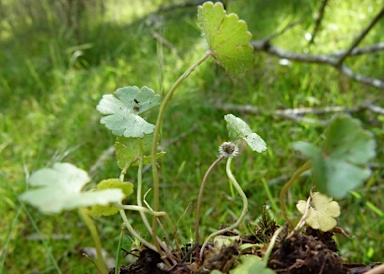 APII jpeg image of Hydrocotyle sibthorpioides  © contact APII