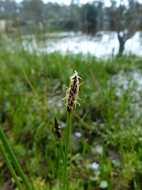 APII jpeg image of Eleocharis acuta  © contact APII