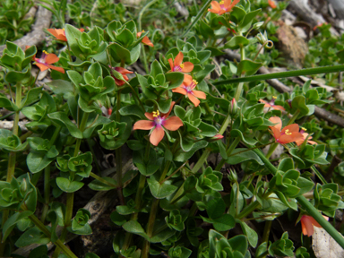 APII jpeg image of Anagallis arvensis  © contact APII