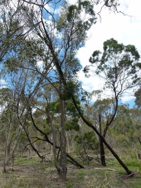 APII jpeg image of Eucalyptus pauciflora  © contact APII