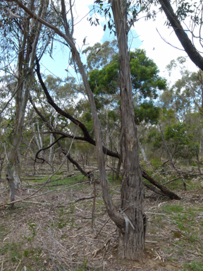 APII jpeg image of Eucalyptus pauciflora  © contact APII