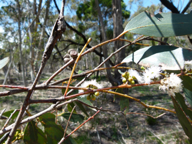 APII jpeg image of Eucalyptus pauciflora  © contact APII