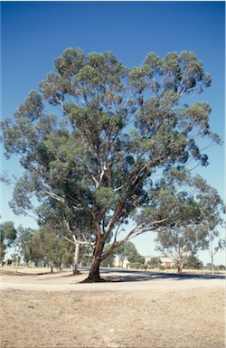 APII jpeg image of Eucalyptus astringens  © contact APII