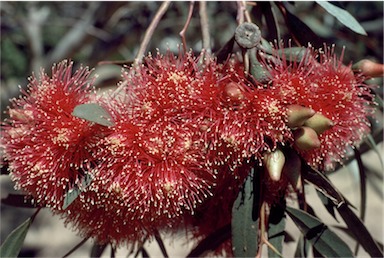 APII jpeg image of Eucalyptus erythronema  © contact APII