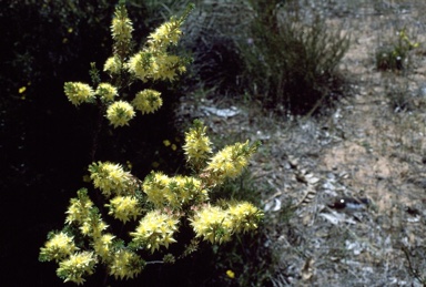 APII jpeg image of Calytrix flavescens  © contact APII