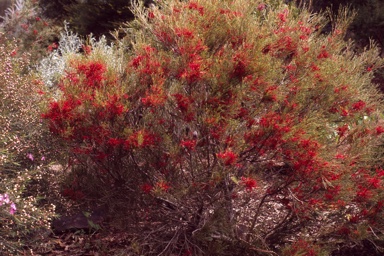 APII jpeg image of Hakea purpurea  © contact APII