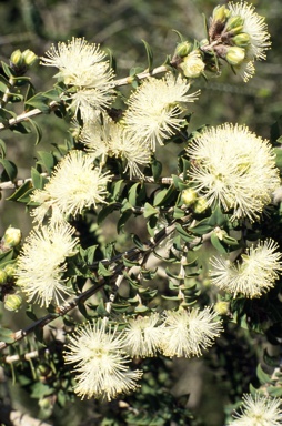 APII jpeg image of Melaleuca calycina  © contact APII