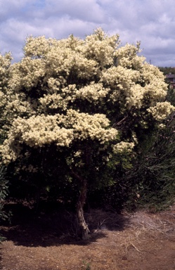 APII jpeg image of Melaleuca linariifolia  © contact APII