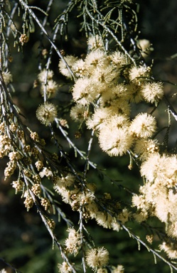 APII jpeg image of Melaleuca thyoides  © contact APII