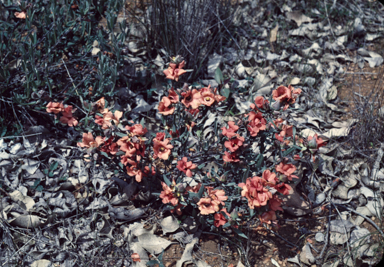 APII jpeg image of Hibbertia miniata  © contact APII