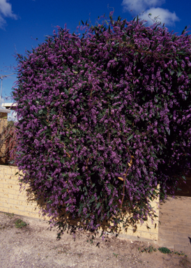 APII jpeg image of Hardenbergia violacea  © contact APII