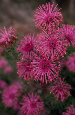 APII jpeg image of Isopogon formosus  © contact APII