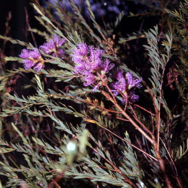 APII jpeg image of Melaleuca thymifolia  © contact APII