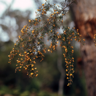 APII jpeg image of Pultenaea sp.  © contact APII