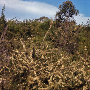 APII jpeg image of Hakea teretifolia  © contact APII