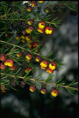 APII jpeg image of Boronia megastigma  © contact APII