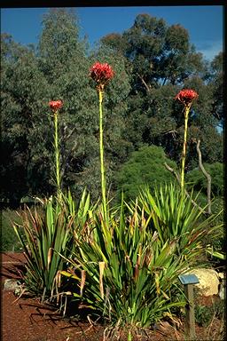 APII jpeg image of Doryanthes excelsa  © contact APII