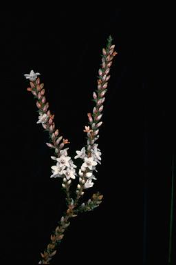 APII jpeg image of Epacris microphylla  © contact APII