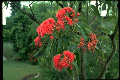 APII jpeg image of Corymbia ptychocarpa  © contact APII