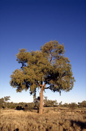 APII jpeg image of Corymbia terminalis  © contact APII