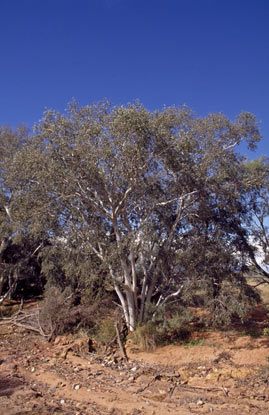 APII jpeg image of Corymbia ferriticola  © contact APII