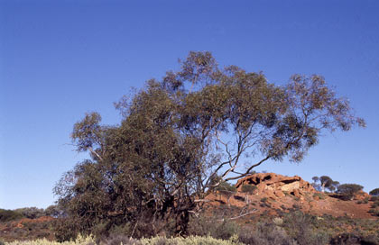 APII jpeg image of Eucalyptus effusa  © contact APII