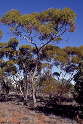 APII jpeg image of Eucalyptus horistes  © contact APII