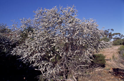 APII jpeg image of Eucalyptus kruseana  © contact APII