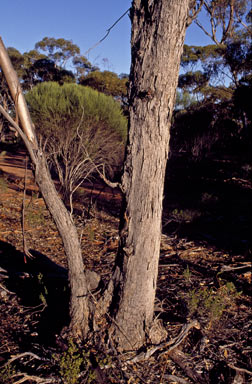 APII jpeg image of Eucalyptus oleosa subsp. oleosa  © contact APII