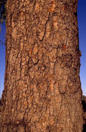 APII jpeg image of Corymbia terminalis  © contact APII