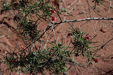 APII jpeg image of Eremophila latrobei subsp. glabra  © contact APII