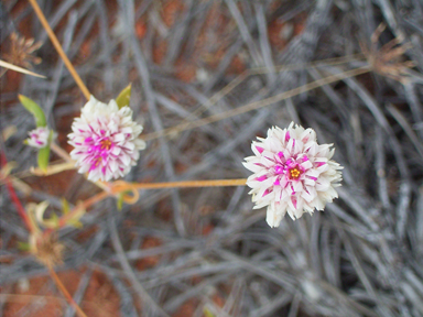 APII jpeg image of Gomphrena leptoclada subsp. leptoclada  © contact APII