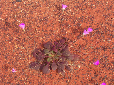 APII jpeg image of Calandrinia schistorhiza  © contact APII