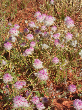 APII jpeg image of Gomphrena affinis subsp. pilbarensis  © contact APII