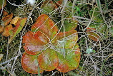 APII jpeg image of Drosera erythrorhiza  © contact APII