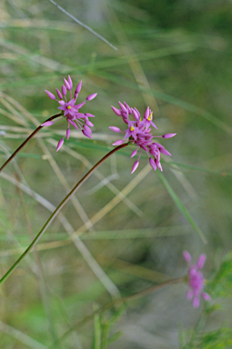 APII jpeg image of Sowerbaea laxiflora  © contact APII