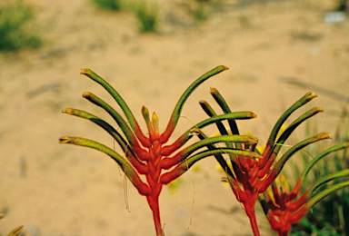 APII jpeg image of Anigozanthos manglesii  © contact APII