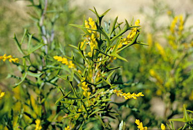 APII jpeg image of Synaphea spinulosa  © contact APII