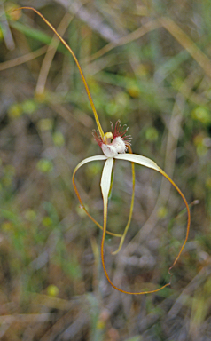 APII jpeg image of Caladenia longicauda  © contact APII