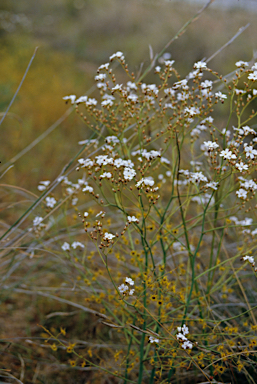 APII jpeg image of Drosera gigantea  © contact APII