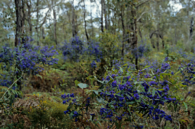 APII jpeg image of Hovea elliptica  © contact APII