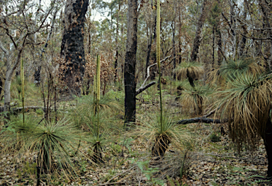 APII jpeg image of Xanthorrhoea preissii  © contact APII