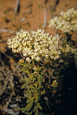 APII jpeg image of Commersonia densiflora  © contact APII