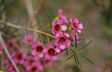 APII jpeg image of Chamelaucium uncinatum  © contact APII