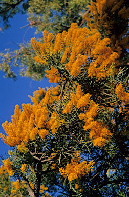 APII jpeg image of Nuytsia floribunda  © contact APII