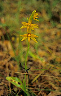 APII jpeg image of Thelymitra dedmaniarum  © contact APII