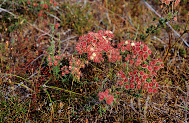 APII jpeg image of Verticordia huegelii  © contact APII