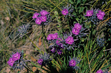 APII jpeg image of Thysanotus multiflorus  © contact APII