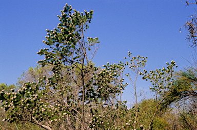 APII jpeg image of Psoralea pinnata  © contact APII